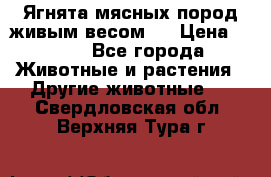 Ягнята мясных пород живым весом.  › Цена ­ 125 - Все города Животные и растения » Другие животные   . Свердловская обл.,Верхняя Тура г.